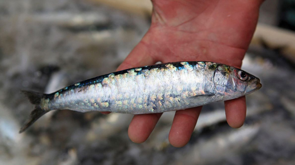 Sardinha 