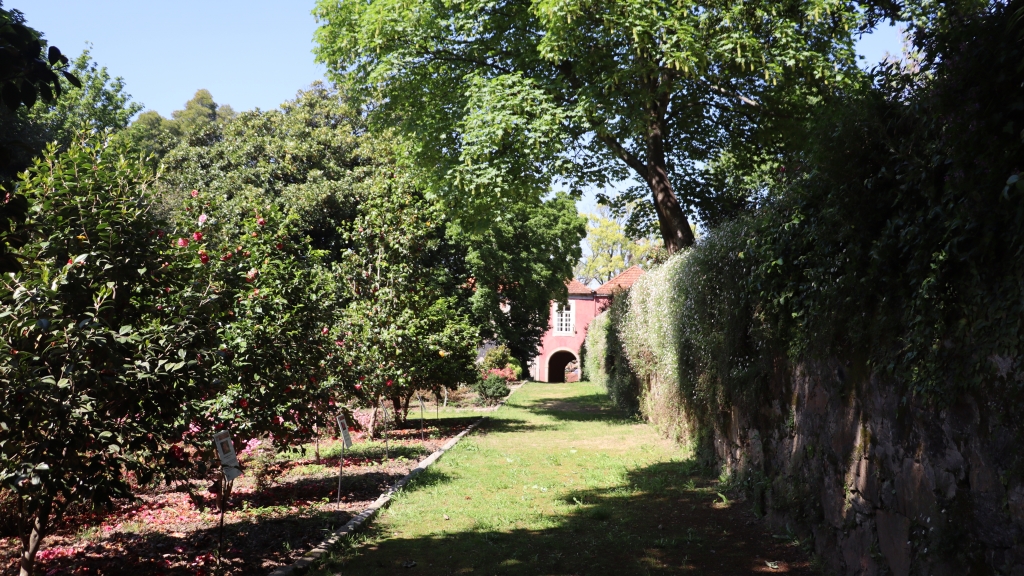 Estão identificadas a variedade e espécie das camélias.